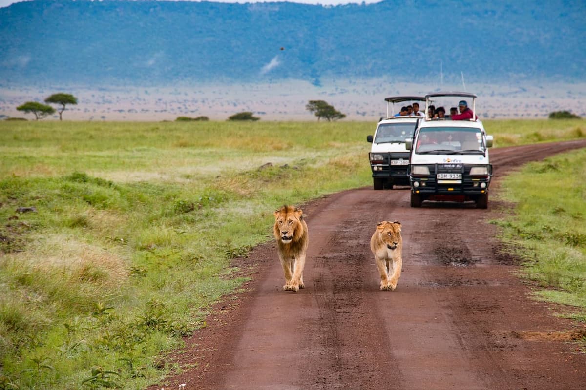 safari